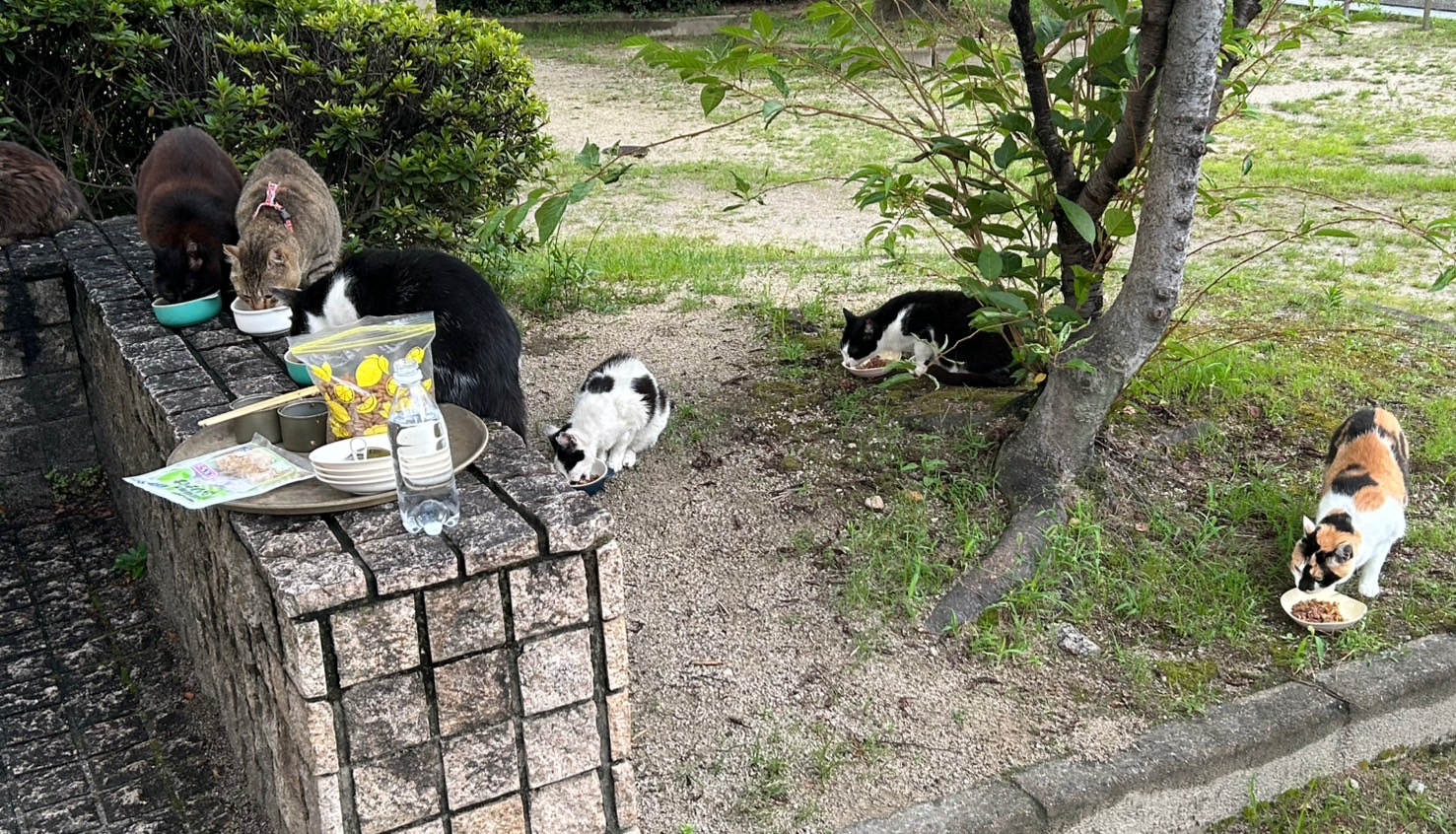 ７月購入品報告