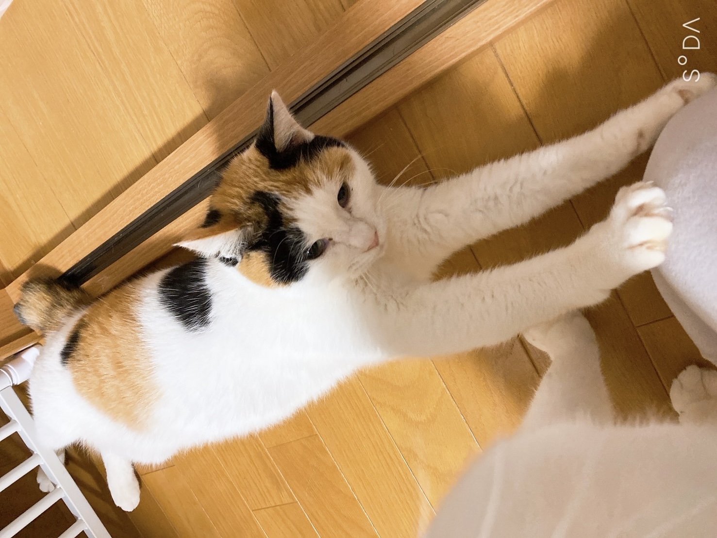 １１月購入品報告