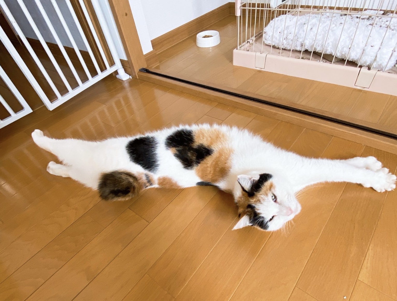 12月購入品報告